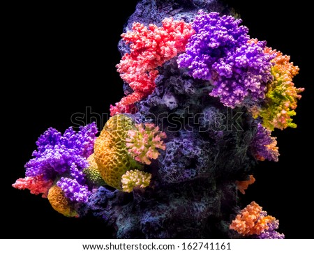 Colorful underwater coral isolated on black background