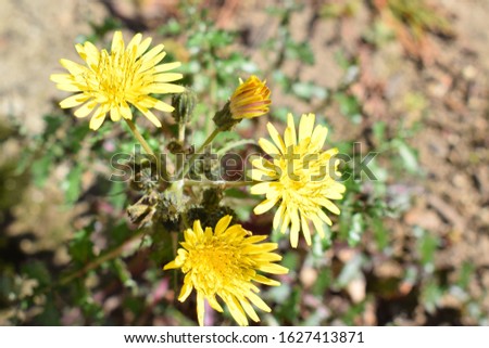 Yellow flowers of common sowthistle, known also as smooth sow thistle, hare's colwort, hare's thistle, milky tassel, milk thistle or soft thistle (Sonchus oleraceus) Royalty-Free Stock Photo #1627413871