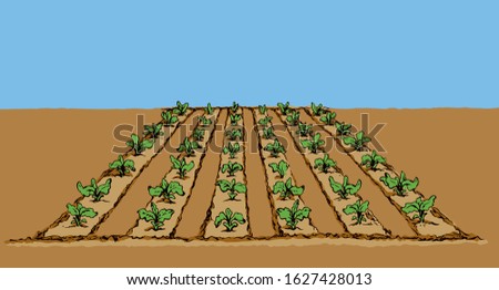 Eco early lush ripe soy bush culture corn sow root on tillage plow mulch patch land. Bright color hand drawn diet life scenic background in modern doodle cartoon style and space for text on blue sky Royalty-Free Stock Photo #1627428013