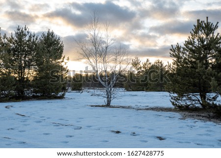 winter frosty landscape, evening view of the Park, picturesque sky
