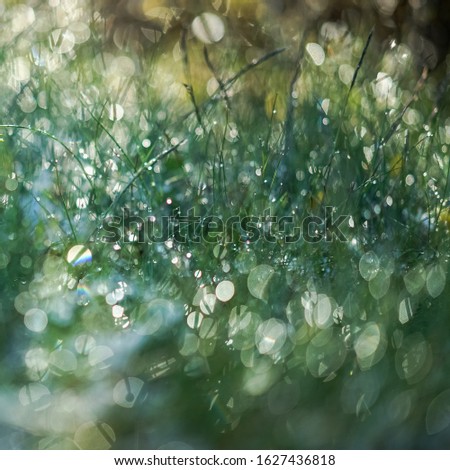 The green grass after the rain was photographed against the  sun with bokeh. Close-up image. With  space for text. Abstraction, background