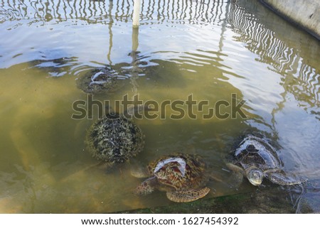 adult turtle on the captivity in Bali