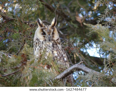 Long-eared owls (Asio otus) do not fly to the south. They winter in Europe, in cities and villages. They sleep in trees during the day, and hunt at night.