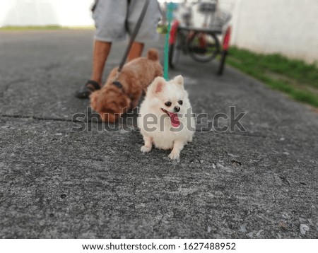 Small dog walking with the owner for background.