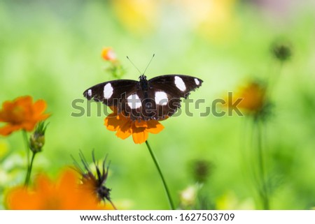 The Eggfly butterfly sitting on the flower plant with a nice soft green blurry background in its natural habitat.