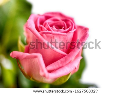 pink rose with leaves on a white background, blurred image, macro