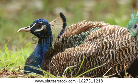 Beautiful peacock, Portrait of beautiful peacock