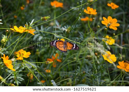 Plain Tiger  butterfly sitting on the flower plant during springtime in its natural habitat