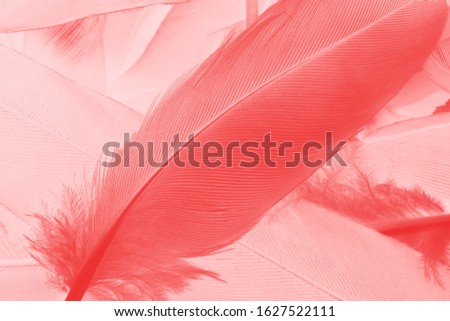 Beautiful  red feather pattern texture background
