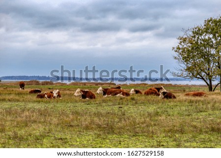 Scenic view over a field with cows resting in the grass