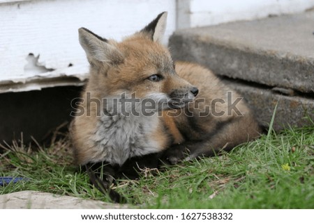 Baby foxes in small town subdivision