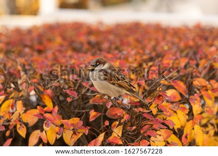 Little sparrow carefully watching people in the autumn in a city park.