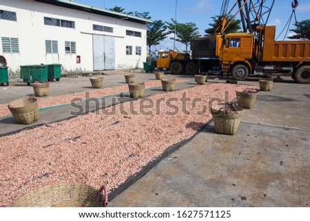 Sun dry shrimps on the ground texture. Seafood industry in Asia background. Dried shrimps snack. Preparing spices in Thailand.