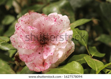 Pink rose damaged nature flowers photography 