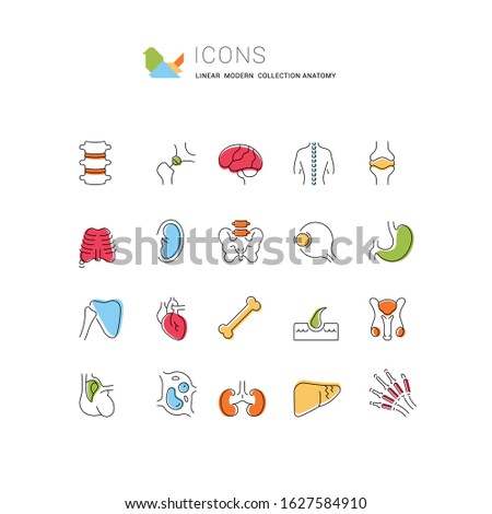 Set of vector line icons of anatomy for modern concepts, web and apps. 
