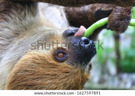 Closeup Two-toed Sloth(Choloepus hoffmanni) eating vegetable on the tree.