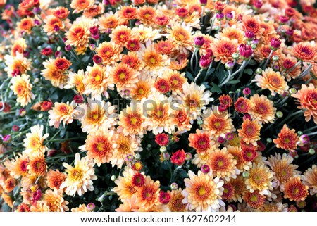 Blooming Orange-yellow chrysanthemums with a yellow core and beautiful petals.Close up. Beautiful chrysanthemum as background picture.