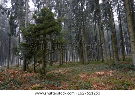 Forest trees photographed in January in Eifel Germany.