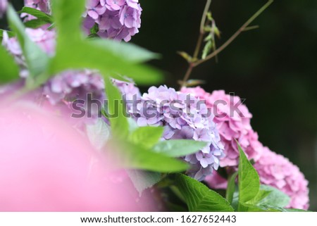 Hydrangea flowers in pink and b light purple in rainy season.
