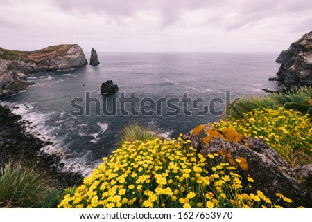 Beautiful aerial view on Azores ocean shore with yellow flowers and beautiful cliffs, Portugal Europe