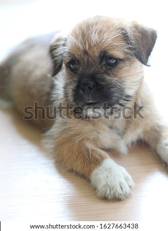 Cute puppy is brown color sitting on the floor smaller and very cute.