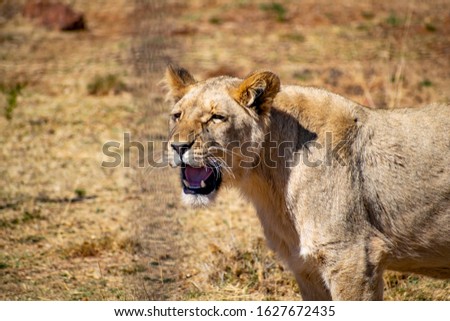 young female lioness growling in a sanctuary in Africa
