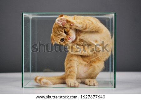 a red cat of the Scottish fold breed is locked behind glass