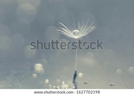 On a blurry blue background, a dandelion fluff with a drop of water and bokeh. Selective focus. Macro photography.