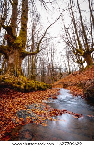 The river in autumn of the Otzarreta Forest in the natural park of Gorbea, Bizkaia. Basque Country