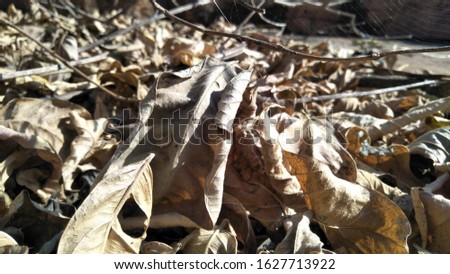 Dry leafs on road side surface