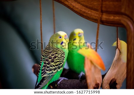 A parrot cleans feathers. and eats an apple. pet care. concept of vitamin deficiency in birds.Budgerigar on a branch by the mirror. Bright exotic picture.