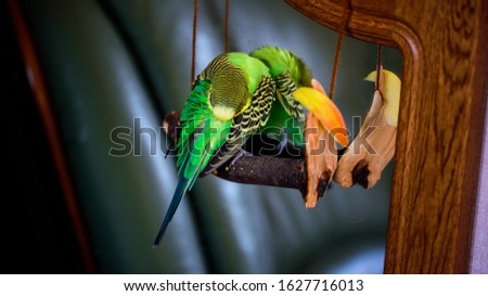 A parrot cleans feathers. and eats an apple. pet care. concept of vitamin deficiency in birds.Budgerigar on a branch by the mirror. Bright exotic picture.