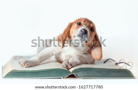 white-red-haired puppy with long ears reads a large paper book