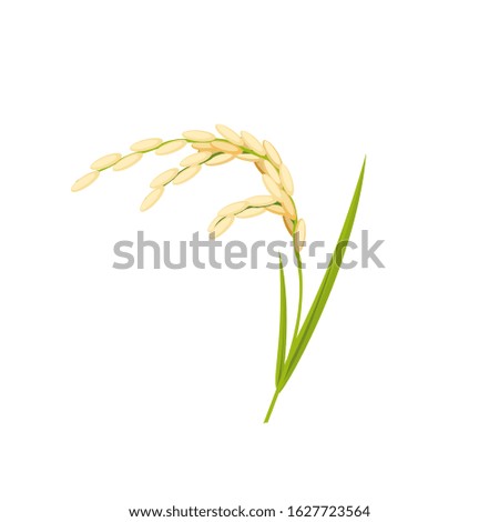 Rice spike, stem with leaves. Vector illustration cartoon flat icon isolated on white.