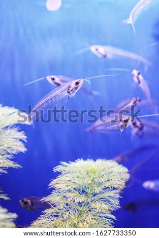 Aquarium transparent fish in blue water. Cute little fish in an aquarium. Under water photography of ocean fish. Glass catfish. Royalty-Free Stock Photo #1627733350