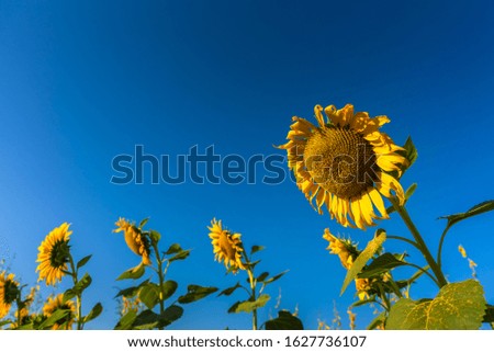 Sunflowers field blooming and blue sky