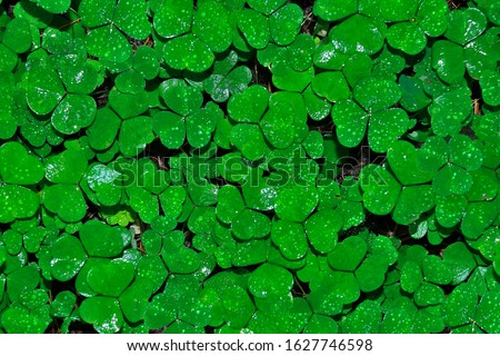 Wet leaves of clover with water drops after rain - natural summer or spring background. Bright green foliage of clover with shiny raindrops. Morning dew on grass with heart shaped trefoil leaves