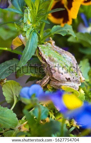 European green tree frog (Hyla arborea formerly Rana arborea) lurking for prey in natural environment. Tree frog in flowers in the garden.