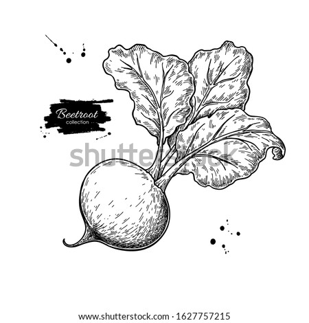 Beetroot vector drawing. Isolated hand drawn object. Vegetable engraved style illustration. Detailed vegetarian food sketch. Farm market product. Royalty-Free Stock Photo #1627757215