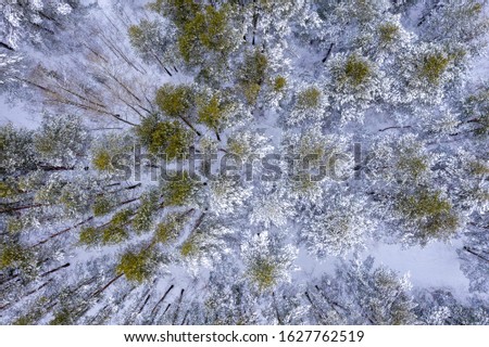A fragment of a winter forest with curved trunks of snow-covered trees. Shooting from a drone.