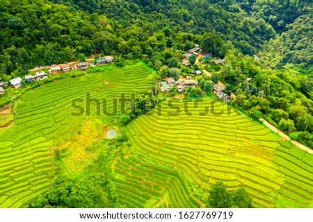 High angle green rice fields