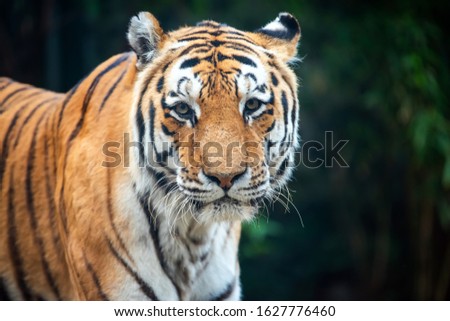 Close up tiger standing in grass looking at the camera