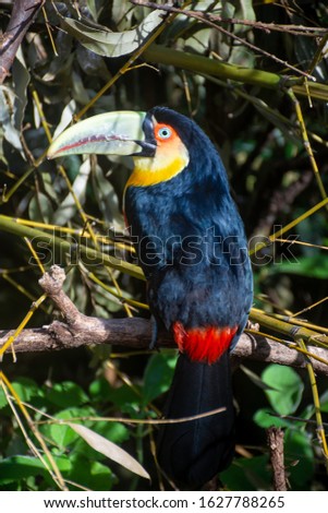 Green-billed toucan (ramphastos dicolorus) on tree branch