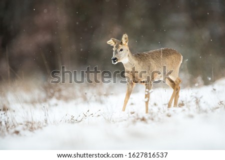 Female roe deer, capreolus capreolus, with broken ear on a meadow in snowfall in wintertime. Doe surviving chilly conditions protected by fur looking for food with copy space.