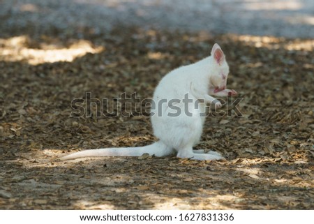 Photography of white kangaroo. Bennett's wallaby in sunny summer. She licking paw very attentively. High resolution image.