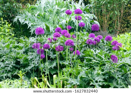 Purple allium flowers in bloom with global artichoke silver leaves and other green leafy plants in the background, in an English country garden .