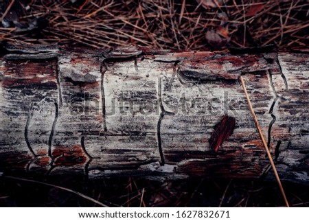 Old, dry logs. Lying in the forest.
