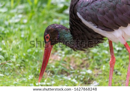 Black stork,  in a german nature park. Black Stork - . Summer forest. Royalty-Free Stock Photo #1627868248