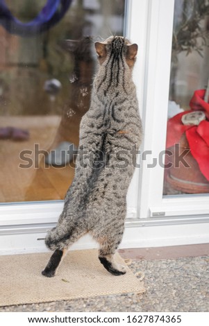 A brown tabby domestic cat tries to open the patio door because there is no cat flap.