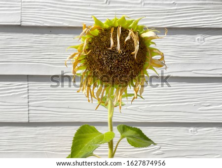 
withered sunflower, dried out flower concept
